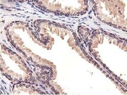 CBWD1 Mouse anti-Human, Clone: OTI3A11, lyophilized, TrueMAB 100 &mu;g;