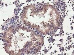 CBWD1 Mouse anti-Human, Clone: OTI3A11, lyophilized, TrueMAB 100 &mu;g;