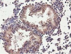 CBWD1 Monoclonal Antibody (OTI3A11), TrueMAB , OriGene 30 &mu;L; Unconjugated:Antibodies,