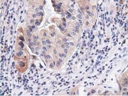 CBWD1 Mouse anti-Human, Clone: OTI3A11, lyophilized, TrueMAB 100 &mu;g;