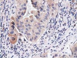 CBWD1 Monoclonal Antibody (OTI3A11), TrueMAB , OriGene:Antibodies:Primary