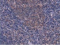 CBWD1 Mouse anti-Human, Clone: OTI3A11, lyophilized, TrueMAB 100 &mu;g;