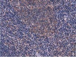 CBWD1 Monoclonal Antibody (OTI3A11), TrueMAB , OriGene 30 &mu;L; Unconjugated:Antibodies,