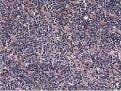 CBWD1 Mouse anti-Human, Clone: OTI3A11, lyophilized, TrueMAB 100 &mu;g;