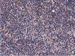CBWD1 Monoclonal Antibody (OTI3A11), TrueMAB , OriGene 30 &mu;L; Unconjugated:Antibodies,