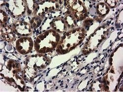 CBWD1 Mouse anti-Human, Clone: OTI3A11, lyophilized, TrueMAB 100 &mu;g;