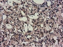CBWD1 Mouse anti-Human, Clone: OTI3A11, lyophilized, TrueMAB 100 &mu;g;