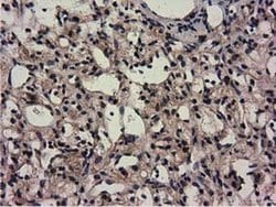CBWD1 Monoclonal Antibody (OTI3A11), TrueMAB , OriGene 30 &mu;L; Unconjugated:Antibodies,