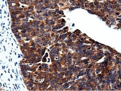 CBWD1 Monoclonal Antibody (OTI3F9), TrueMAB , OriGene 100 &mu;L; Unconjugated:Antibodies,