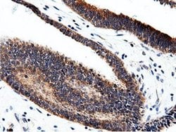 CBWD1 Monoclonal Antibody (OTI3F9), TrueMAB , OriGene 100 &mu;L; Unconjugated:Antibodies,