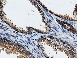 CBWD1 Monoclonal Antibody (OTI3F9), TrueMAB , OriGene 100 &mu;L; Unconjugated:Antibodies,