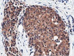 CBWD1 Monoclonal Antibody (OTI3F9), TrueMAB , OriGene 100 &mu;L; Unconjugated:Antibodies,