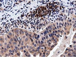 CBWD1 Monoclonal Antibody (OTI3F9), TrueMAB , OriGene 100 &mu;L; Unconjugated:Antibodies,