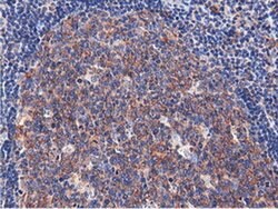 CBWD1 Monoclonal Antibody (OTI3F9), TrueMAB , OriGene 100 &mu;L; Unconjugated:Antibodies,