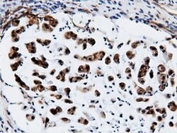 CBWD1 Monoclonal Antibody (OTI3F9), TrueMAB , OriGene:Antibodies:Primary
