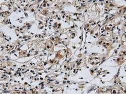 CBWD1 Monoclonal Antibody (OTI3F9), TrueMAB , OriGene 100 &mu;L; Unconjugated:Antibodies,