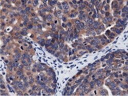 CBWD1 Mouse anti-Human, Clone: OTI9H5, liquid, TrueMAB 100 &mu;L; Unconjugated:Antibodies,