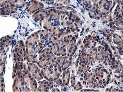CBWD1 Mouse anti-Human, Clone: OTI9H5, liquid, TrueMAB 100 &mu;L; Unconjugated:Antibodies,