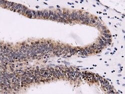 CBWD1 Mouse anti-Human, Clone: OTI9H5, liquid, TrueMAB 100 &mu;L; Unconjugated:Antibodies,