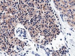 CBWD1 Mouse anti-Human, Clone: OTI9H5, liquid, TrueMAB 100 &mu;L; Unconjugated:Antibodies,