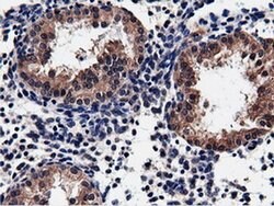 CBWD1 Mouse anti-Human, Clone: OTI9H5, liquid, TrueMAB 100 &mu;L; Unconjugated:Antibodies,