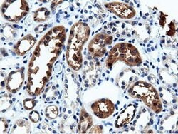 CBWD1 Mouse anti-Human, Clone: OTI9H5, liquid, TrueMAB 100 &mu;L; Unconjugated:Antibodies,