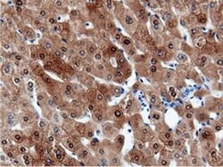 CBWD1 Mouse anti-Human, Clone: OTI9H5, liquid, TrueMAB 100 &mu;L; Unconjugated:Antibodies,