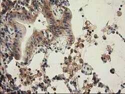 CBWD1 Monoclonal Antibody (OTI4E8), TrueMAB , OriGene 100 &mu;L; Unconjugated:Antibodies,