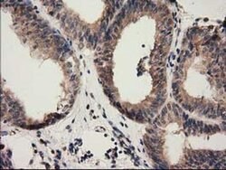 CBWD1 Monoclonal Antibody (OTI4E8), TrueMAB , OriGene 100 &mu;L; Unconjugated:Antibodies,