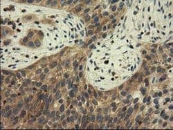 CBWD1 Monoclonal Antibody (OTI4E8), TrueMAB , OriGene 100 &mu;L; Unconjugated:Antibodies,