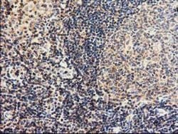 CBWD1 Monoclonal Antibody (OTI4E8), TrueMAB , OriGene 100 &mu;L; Unconjugated:Antibodies,