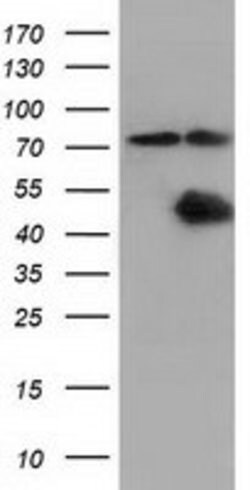 CBWD1 Mouse anti-Human, Clone: OTI3A11, lyophilized, TrueMAB 100 &mu;g;