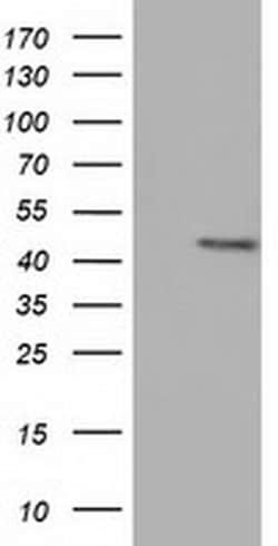 CBWD1 Monoclonal Antibody (OTI5H2), TrueMAB , OriGene 100 &mu;L; Unconjugated:Antibodies,