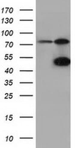 CBWD1 Monoclonal Antibody (OTI3F9), TrueMAB , OriGene 100 &mu;L; Unconjugated:Antibodies,