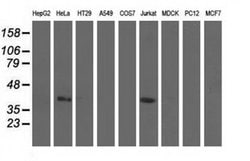 CBWD1 Monoclonal Antibody (OTI3F9), TrueMAB , OriGene 100 &mu;L; Unconjugated:Antibodies,