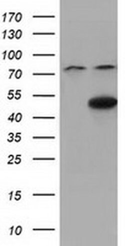 CBWD1 Mouse anti-Human, Clone: OTI9H5, liquid, TrueMAB 100 &mu;L; Unconjugated:Antibodies,