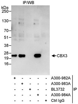 CBX3 Rabbit anti-Human, Polyclonal, Bethyl Laboratories 100 &mu;l; Unlabeled:Antibodies,