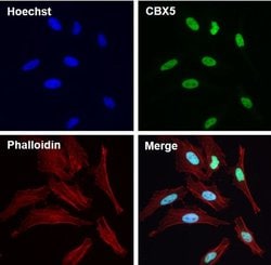Invitrogen&trade;&nbsp;HP1 alpha Monoclonal Antibody
