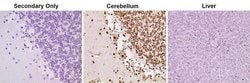 Invitrogen HP1 alpha Monoclonal Antibody 100 &mu;g | Buy Online | Invitrogen&trade; | Fisher Scientific