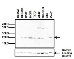 Invitrogen HP1 alpha Monoclonal Antibody 100 &mu;g | Buy Online | Invitrogen&trade; | Fisher Scientific