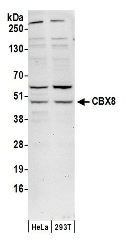 CBX8 Rabbit anti-Human, Polyclonal, Bethyl Laboratories 100 &mu;L; Unconjugated:Antibodies,