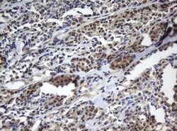 CBX8 Monoclonal Antibody (OTI2B2), TrueMAB , OriGene 100 &mu;L; Unconjugated:Antibodies,