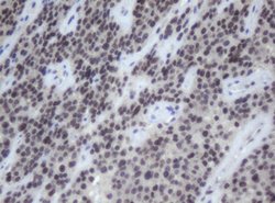 CBX8 Mouse anti-Human, Clone: OTI4H3, lyophilized, TrueMAB 100 &mu;g; Unconjugated:Antibodies,