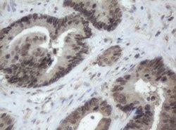 CBX8 Mouse anti-Human, Clone: OTI4H3, lyophilized, TrueMAB 100 &mu;g; Unconjugated:Antibodies,