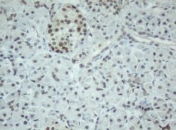 CBX8 Monoclonal Antibody (OTI3D1), TrueMAB , OriGene 30 &mu;L; Unconjugated:Antibodies,