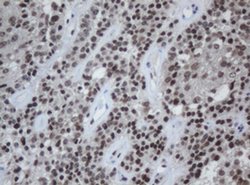 CBX8 Monoclonal Antibody (OTI3D1), TrueMAB , OriGene 30 &mu;L; Unconjugated:Antibodies,