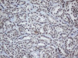 CBX8 Monoclonal Antibody (OTI3D1), TrueMAB , OriGene 30 &mu;L; Unconjugated:Antibodies,