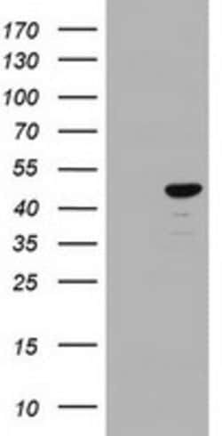 CBX8 Mouse anti-Human, Clone: OTI4H3, lyophilized, TrueMAB 100 &mu;g; Unconjugated:Antibodies,