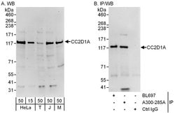 CC2D1A Rabbit anti-Human, Mouse, Polyclonal, Bethyl Laboratories 100 &mu;L;