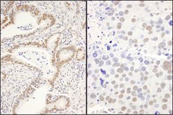 CCAR1 Rabbit anti-Human, Mouse, Polyclonal, Bethyl Laboratories 100 &mu;L;